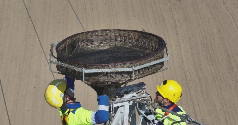 platforma dla biocianów Enea Operator